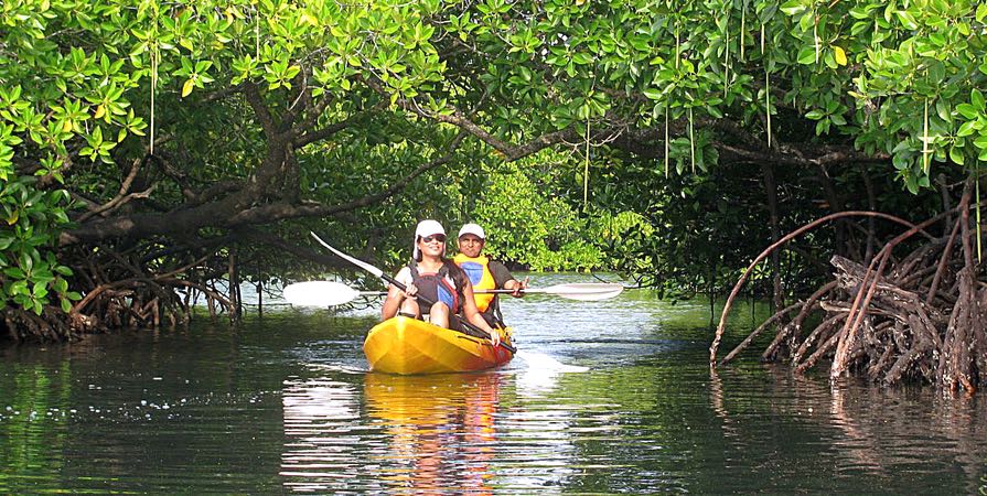 Kayaking through mangrove tunnels in Havelock Island Andaman
